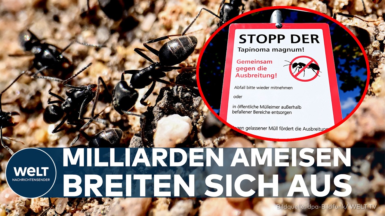 AMEISENPLAGE IN BADEN-WÜRTTEMBERG: Tapinoma magnum breitet sich immer weiter aus – massive Schäden