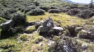 Tibet Terrier im Zillertal