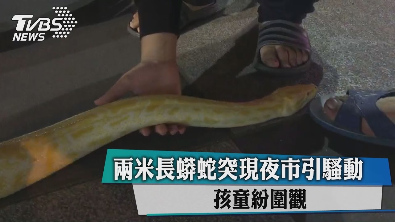 兩米長蟒蛇突現夜市引騷動 孩童紛圍觀