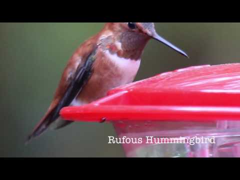Hummingbirds with Houston Audubon