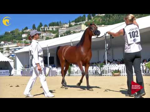 N.102 CYCLONE OS - MENTON 2017 - Colts 2 years old (Class 7)