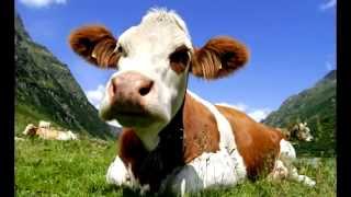 I am from Austria - Rainhard Fendrich Lyrics