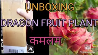 DRAGON FRUIT PLANT UNBOXING |LIVE FRUIT PLANT UNBOXING FROM AMAZON | KAMALAM FRUIT PLANT UNBOXING