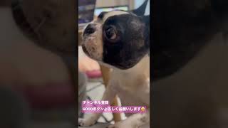 新しいおやつに夢中のワンコ#shorts