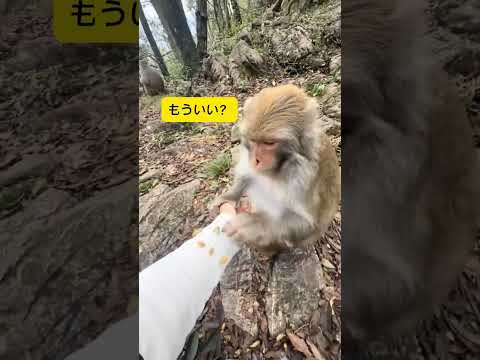 服の種、サルに頼んだ結果…