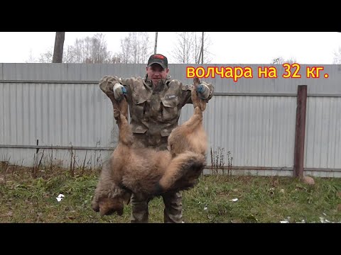 ОХОТА НА ВОЛКА НА ПРИВАДЕ// ПОПАЛСЯ ВОЛЧАРА