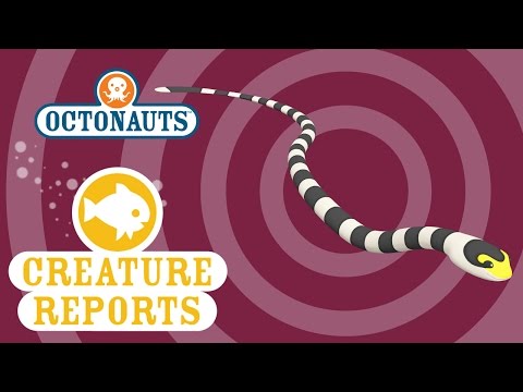 Creature Report - Sea Snake