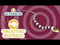 Octonauts Creature Report Sea Snake
