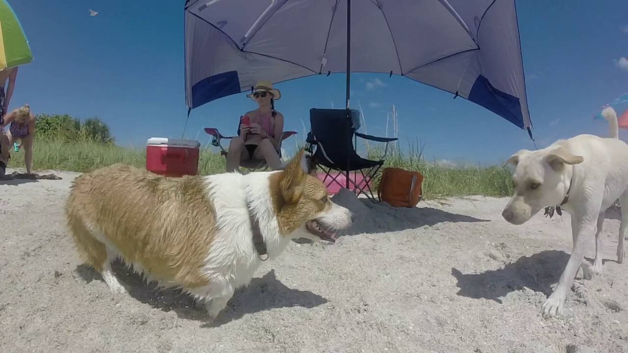 Dog Beach at Fort De Soto Park's Dog Beach