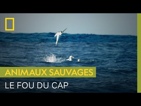 L'impressionnant plongeon à 100 km/h du fou du Cap