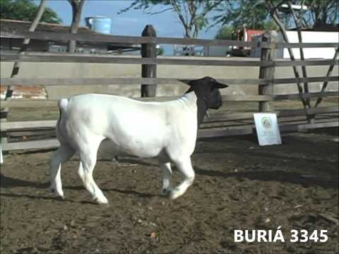 BURIÁ 3345 - LEILÃO MALU DORPER - NACIONAL 2013