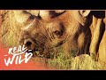 Animal Kingdom Hyena And Rhino Wildlife Documentary