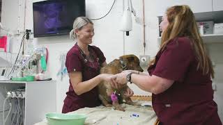Berry Vet Clinic Animal Care Professions