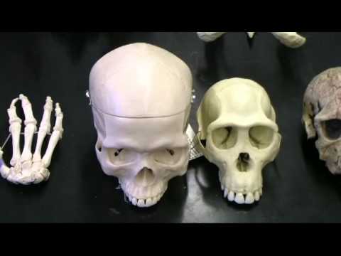 SPECIATION: OTHER MECHANISMS OF ISOLATION