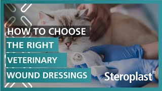 How to Choose the Right Veterinary Wound Dressings | Steropl