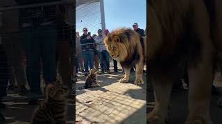 Kitten Faces a Lion 😱 | Unbelievable Zoo Moment!