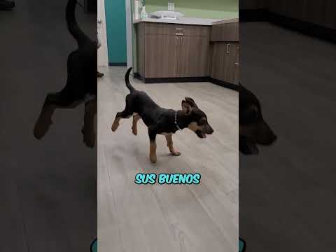 5 COSAS que LASTIMAN a los PERROS!!!