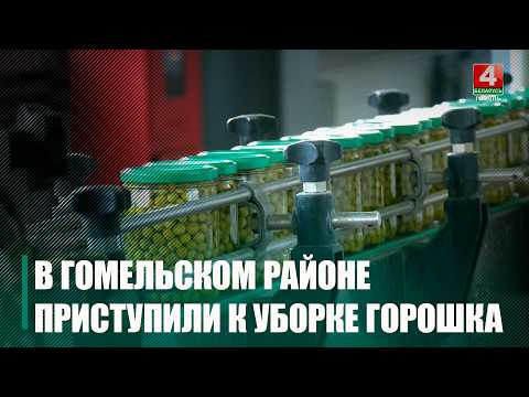 От поля до банки - меньше часа: в Гомельском районе идет уборка и консервация зеленого горошка