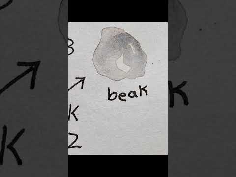 🤍Peacock NATURE JOURNAL with me🤍Peacock Beak🤍watercolor swatching shorts