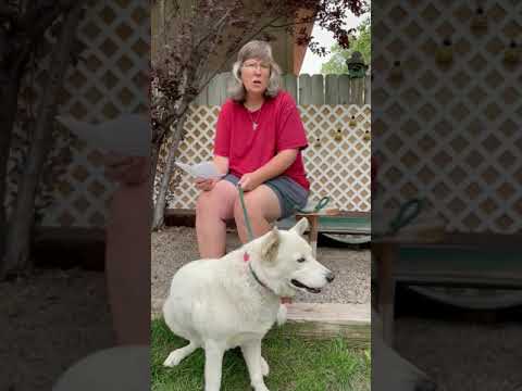 Yasu, an adopted Jindo & Siberian Husky Mix in Oakland, CA_image-1