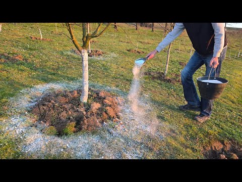 5 steps you must take before fruit trees bloom for a bountiful harvest