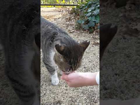 Hana the stray cat can only eat 2 grains.
