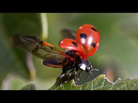 Lyssna och lära om nyckelpigan
