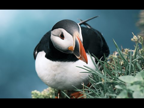 Arctic Puffin - Látrabjarg - Iceland - 4K
