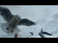 Hyde Park London Seagulls In A Feeding Frenzy On Being Fed By Hand ️ ️