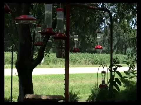 Hummingbird Haven Visited