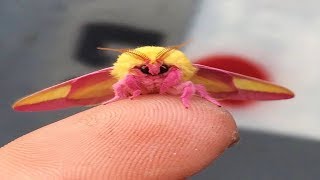 This Colorful Moth Might Just Be The World’s Most Beautiful Insect  Prepare To Fall In Love!