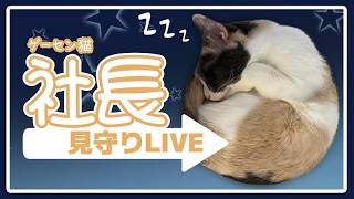20260813開店までの社長見守りLIVE（岡山ファンタジスタ）