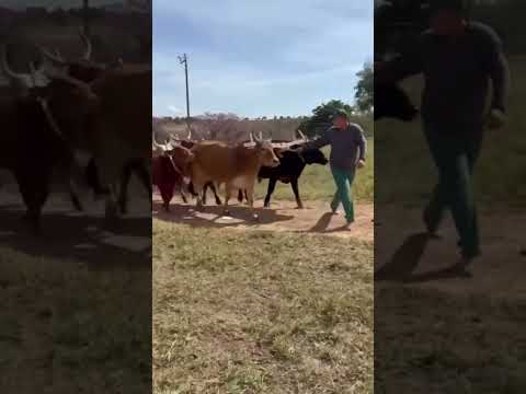 Comitiva de carreiros rumo a festa da moagem - Água Fria de Goiás