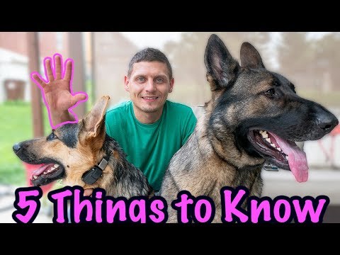 5 Things to Know Before Getting a German Shepherd!