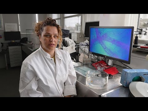 La prolifération des méduses, menace sur l'environnement ou trésor insoupçonné ?