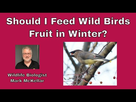 image-Will birds eat fresh oranges?