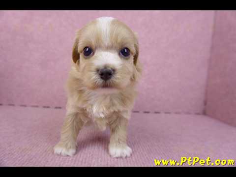 10/18馬爾泰迪公幼犬1號