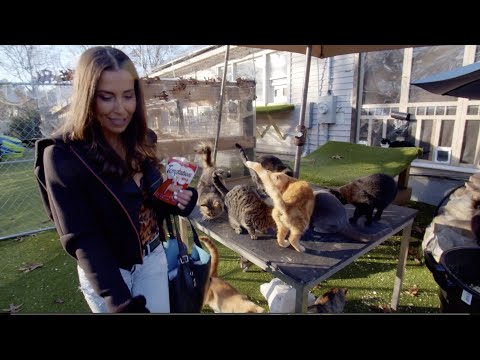 Chris Arsenault gives Christine Montanti a tour of his Happy Cat Sanctuary for Social Life Magazine