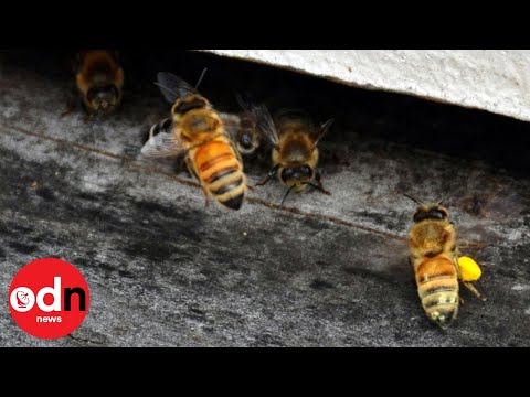Innovative tool developed for harvesting bee venom