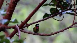 Download lagu kicauan burung samyong di alam liar mp3 Download lagu kicauan burung samyong di alam liar mp3