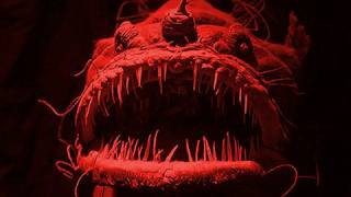 A Song About an Anglerfish