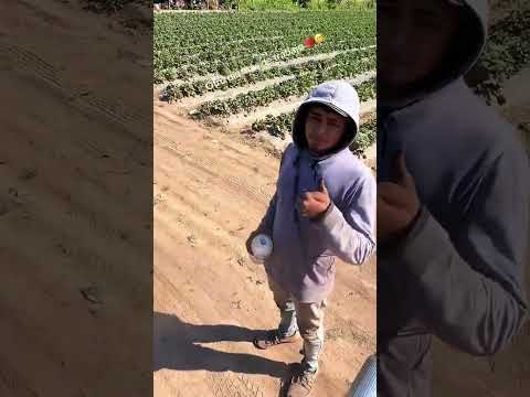 Frutilla Tucuman Lules 😎