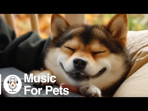 Música curativa para perros 🐶 Sonidos relajantes para una relajación profunda y un sueño con soni...