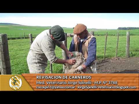 Dr. Jorge Spinelli - Revisación de Carneros