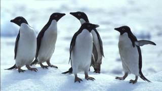 Penguin - Christina Perri LYRICS