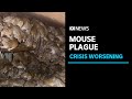 The Best 17 Nsw Australia Mice Plague
