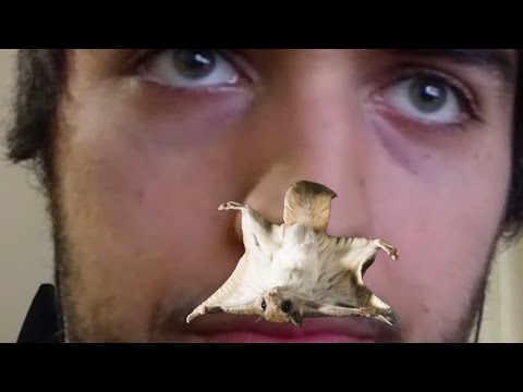 Babeli vs NaPoM - 1/2 Final - 4th Beatbox Battle World Championship | REACTION