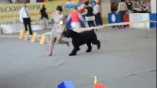 , видео 18.08.2014