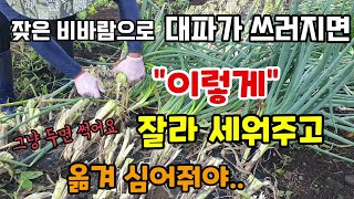 잦은 비바람으로 대파가 웃자라고 쓰러지면 그냥두지말고 이렇게 잘라 세워주고 옮겨심어줘야 잘 자랍니다 대파 자…