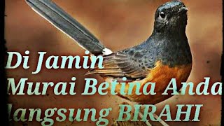 Download lagu Pancingan murai betina agar cepat BIRAHI mp3 Download lagu Pancingan murai betina agar cepat BIRAHI mp3